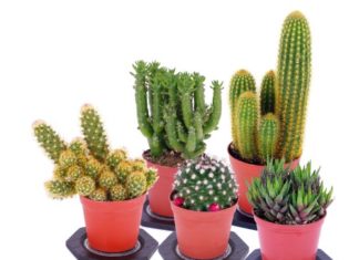 Caratteristiche e metodi per curare le piante grasse 79 0 Piante grasse